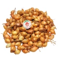 Cebula Dymka KRISTINE wczesna do sadzenia 500g PL wiosenna