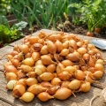 Cebula Dymka KRISTINE wczesna do sadzenia 500g PL wiosenna