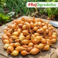 Cebula Dymka KRISTINE wczesna do sadzenia 500g PL wiosenna