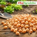 Cebula Dymka KRISTINE wczesna do sadzenia 500g PL wiosenna