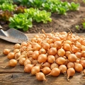 Cebula Dymka KRISTINE wczesna do sadzenia 500g PL wiosenna
