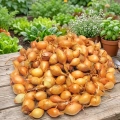 Cebula Dymka KRISTINE wczesna do sadzenia 500g PL wiosenna