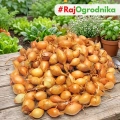 Cebula Dymka KRISTINE wczesna do sadzenia 500g PL wiosenna