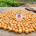 Cebula Dymka KRISTINE wczesna do sadzenia 500g PL wiosenna