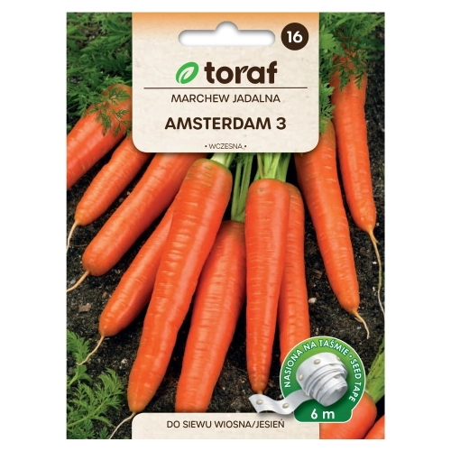 Marchew Amsterdam 3 na taśmie 6m - TORAF