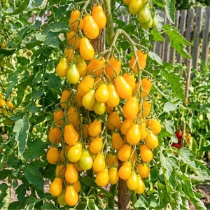 Pomidor Dattelwein zwany daktylowym nasiona 25szt. - ReinSaat