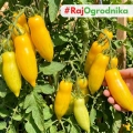 Pomidor Banana Legs o długich żółtych owocach nasiona 30szt. - ReinSaat
