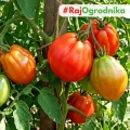 Pomidor Liguria odmiana Oxheart o dużych smacznych owocach nasiona 25szt. - ReinSaat
