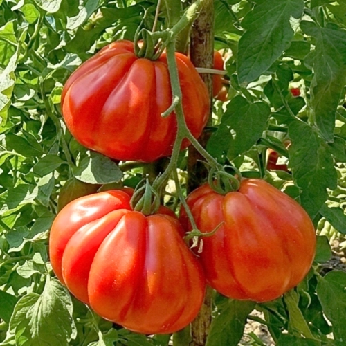 Pomidor Liguria odmiana Oxheart o dużych smacznych owocach nasiona 25szt. - ReinSaat