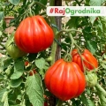 Pomidor Liguria odmiana Oxheart o dużych smacznych owocach nasiona 25szt. - ReinSaat
