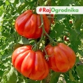 Pomidor Liguria odmiana Oxheart o dużych smacznych owocach nasiona 25szt. - ReinSaat