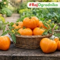 Pomidor Ochsenherz Orange odmiana Oxheart o dużych pomarańczowych owocach nasiona 20szt. - ReinSaat