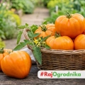 Pomidor Ochsenherz Orange odmiana Oxheart o dużych pomarańczowych owocach nasiona 20szt. - ReinSaat