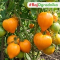 Pomidor Ochsenherz Orange odmiana Oxheart o dużych pomarańczowych owocach nasiona 20szt. - ReinSaat