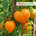 Pomidor Ochsenherz Orange odmiana Oxheart o dużych pomarańczowych owocach nasiona 20szt. - ReinSaat