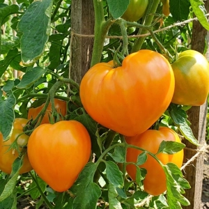 Pomidor Ochsenherz Orange odmiana Oxheart o dużych pomarańczowych owocach nasiona 20szt. - ReinSaat