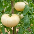 Pomidor White Beauty odmiana o dużych białych owocach nasiona 30szt. - ReinSaat
