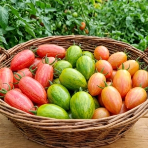 Pomidory Artisan Tiger Mix dekoracyjna i bardzo smaczna mieszanka odmian pomidorów koktajlowych nasiona 15szt. - ReinSaat