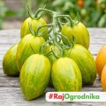 Pomidory Artisan Tiger Mix dekoracyjna i bardzo smaczna mieszanka odmian pomidorów koktajlowych nasiona 15szt. - ReinSaat
