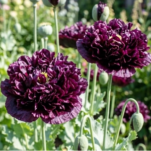 Mak Black Peony kwiaty pełne w ciemnobordowe nasiona 0,08g - ReinSaat