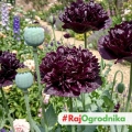 Mak Black Peony kwiaty pełne w ciemnobordowe nasiona 0,08g - ReinSaat