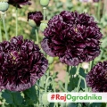 Mak Black Peony kwiaty pełne w ciemnobordowe nasiona 0,08g - ReinSaat