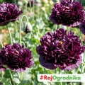 Mak Black Peony kwiaty pełne w ciemnobordowe nasiona 0,08g - ReinSaat