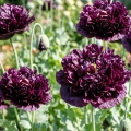 Mak Black Peony kwiaty pełne w ciemnobordowe nasiona 0,08g - ReinSaat