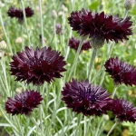 Chaber bławatek Black Ball piękne ciemno-bordowe kwiaty nasiona 0,5g - ReinSaat