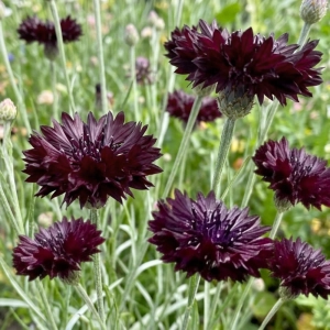 Chaber bławatek Black Ball piękne ciemno-bordowe kwiaty nasiona 0,5g - ReinSaat