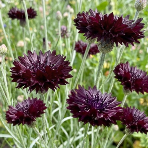 Chaber bławatek Black Ball piękne ciemno-bordowe kwiaty nasiona 0,5g - ReinSaat