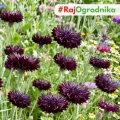 Chaber bławatek Black Ball piękne ciemno-bordowe kwiaty nasiona 0,5g - ReinSaat