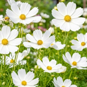 Onętek Kosmos biały duże kwiaty nasiona 0,6g - ReinSaat