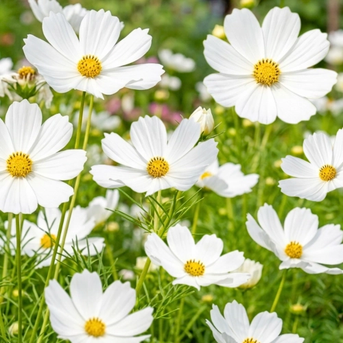 Onętek Kosmos biały duże kwiaty nasiona 0,6g - ReinSaat