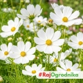 Onętek Kosmos biały duże kwiaty nasiona 0,6g - ReinSaat