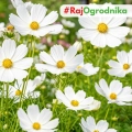 Onętek Kosmos biały duże kwiaty nasiona 0,6g - ReinSaat