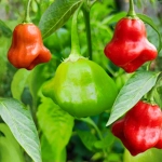 Papryka Glockenpaprika o owocach przypominających dzwonek nasiona 20szt. - ReinSaat