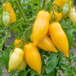 Pomidor Banana Legs o długich żółtych owocach nasiona 30szt. - ReinSaat