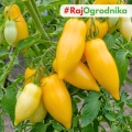Pomidor Banana Legs o długich żółtych owocach nasiona 30szt. - ReinSaat