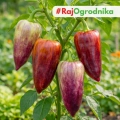 Papryka słodka Palila o kolorowych owocach nasiona 25szt. - ReinSaat