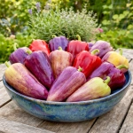 Papryka słodka Palila o kolorowych owocach nasiona 25szt. - ReinSaat