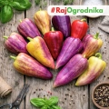Papryka słodka Palila o kolorowych owocach nasiona 25szt. - ReinSaat