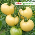 Pomidor White Sensation odmiana o jasnych smacznych owocach nasiona 35szt. - ReinSaat