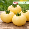 Pomidor White Sensation odmiana o jasnych smacznych owocach nasiona 35szt. - ReinSaat