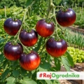 Pomidor Indigo Apple odmiana o niepowtarzalnym wyglądzie owoców nasiona 15szt. - ReinSaat