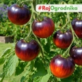 Pomidor Indigo Apple odmiana o niepowtarzalnym wyglądzie owoców nasiona 15szt. - ReinSaat
