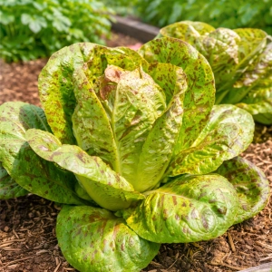 Sałata rzymska Forellenschluß odmiana o zielonych nakrapianych liściach nasiona zawartość opakowania wystarcza na około 400 roślin - ReinSaat