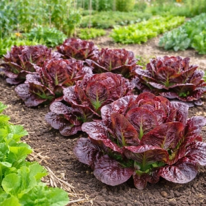 Sałata rzymska Rosha odmiana o czerwonych liściach nasiona 0,7g - ReinSaat