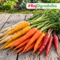 Mieszanka marchwi Karussell odmiany o kolorowych korzeniach nasiona 2,5g - ReinSaat