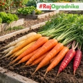 Mieszanka marchwi Karussell odmiany o kolorowych korzeniach nasiona 2,5g - ReinSaat